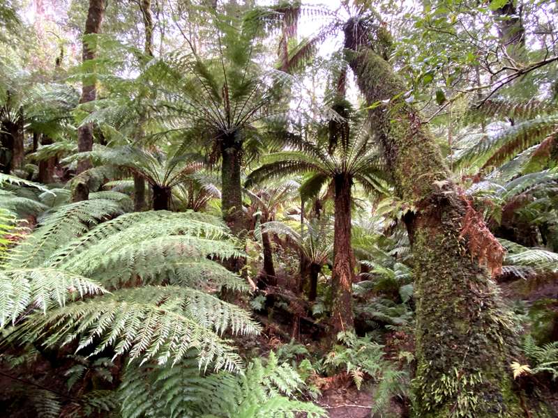 Apollo Bay - Maits Rest Rainforest Walk and Glow Worms