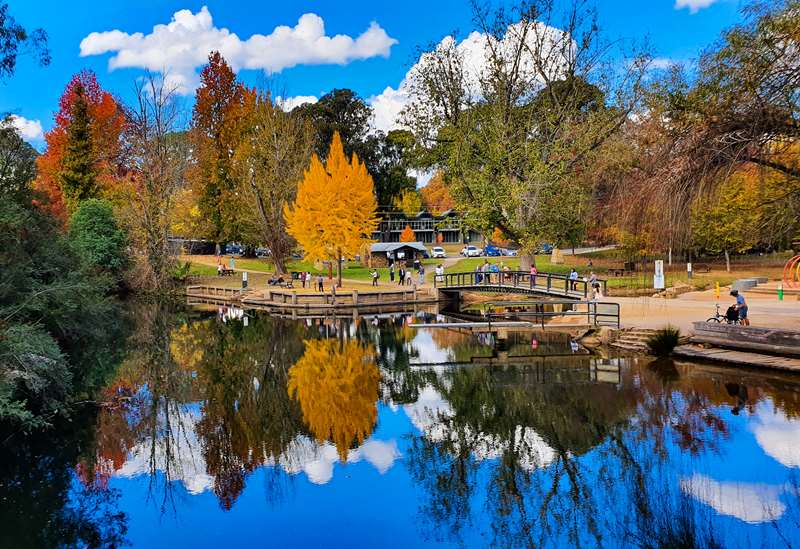 Best Places to See Autumn Leaves in Victoria