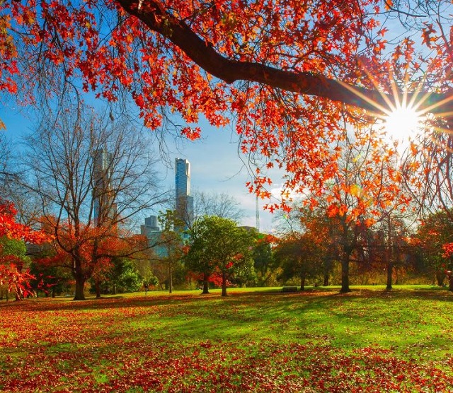 23 Best Places to See Autumn Leaves in Melbourne Blogs