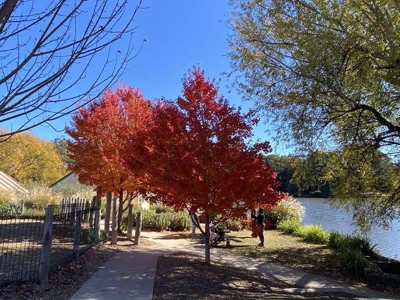 Autumn Lake Daylesford