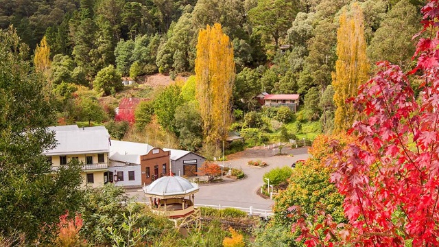 Best Places to See Autumn Leaves in Victoria