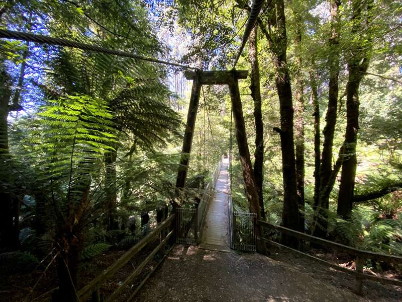 Balook - Tarra Bulga National Park