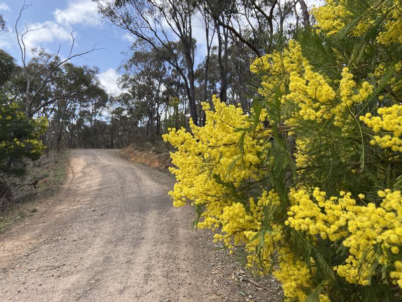 Beaufort - Camp Hill Walk