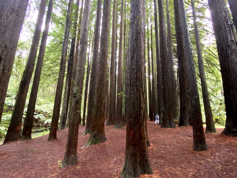 Beech Forest - Californian Redwoods