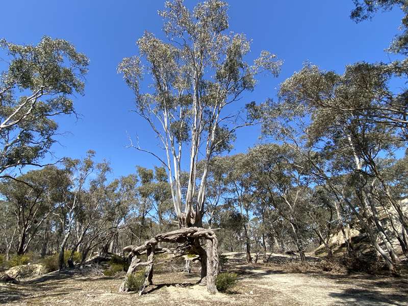 Bowenvale - Alma Lead Cyanide Works