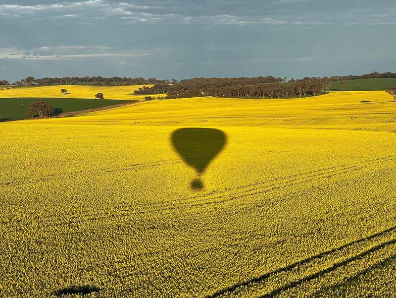 The Best Places to See Canola Fields in Victoria