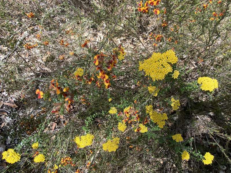 Castlemaine - Kaweka Wildflower Reserve