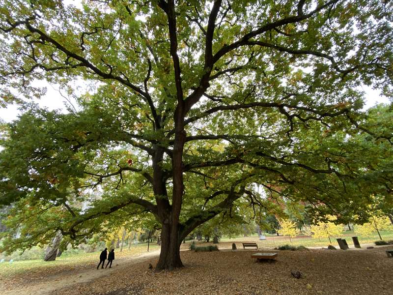 Castlemaine Botanical Gardens