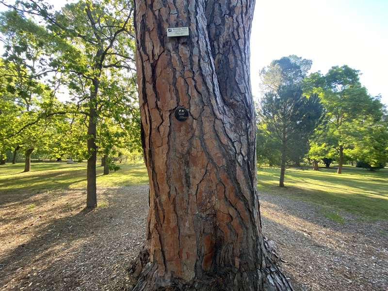 Castlemaine Botanical Gardens Significant Trees Walk