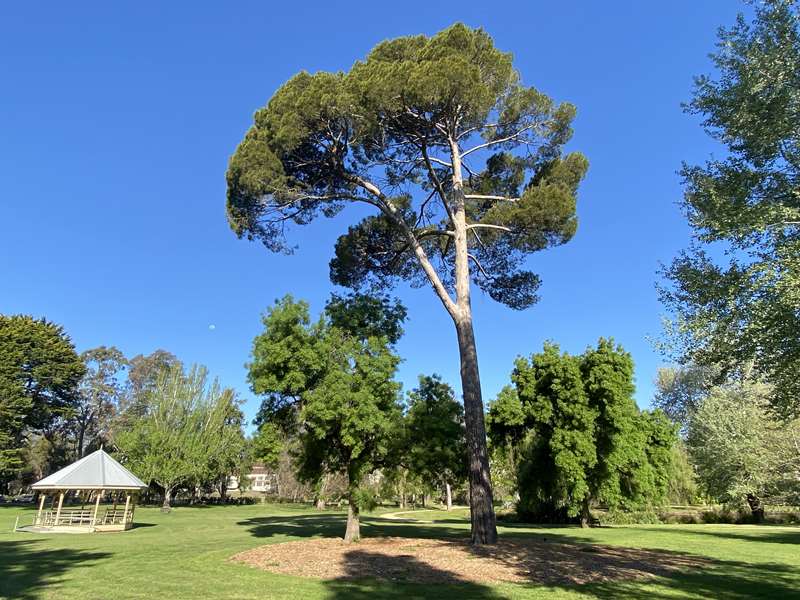 Castlemaine Botanical Gardens Significant Trees Walk