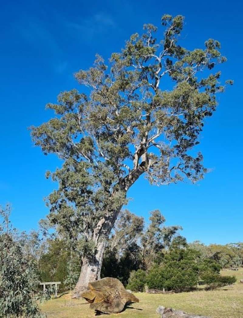 Chetwynd - Bilston's Tree