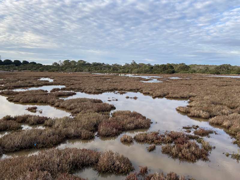 Churchill Island - Fishers Wetland