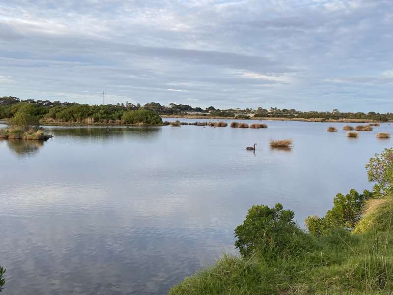 Churchill Island - Fishers Wetland