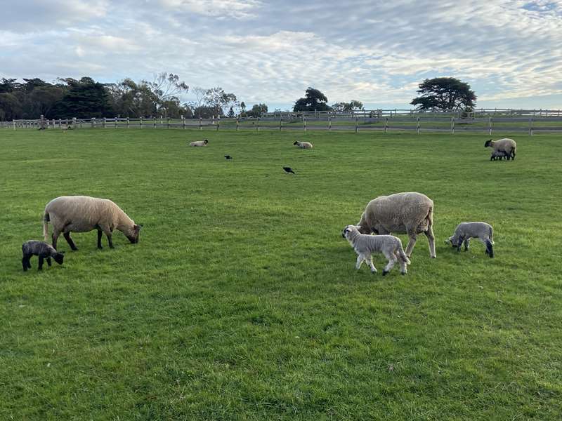 Churchill Island Walks (Phillip Island)