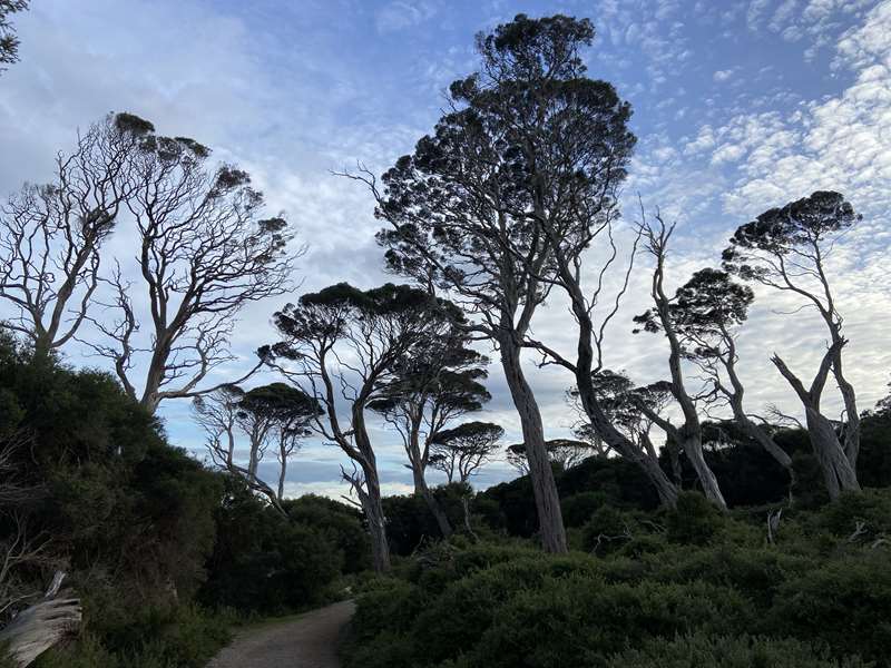 Churchill Island Walks (Phillip Island)