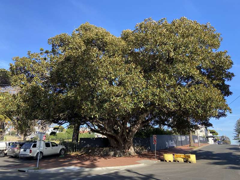 Cowes East Heritage Walk (Phillip Island)