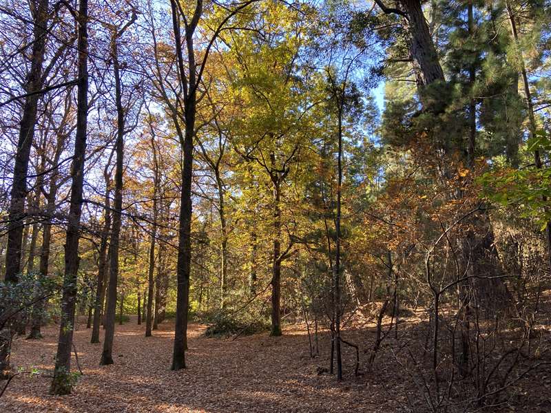 Creswick - La Gerche Gully Circuit Walk