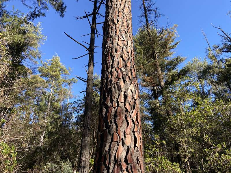 Creswick - La Gerche Gully Circuit Walk