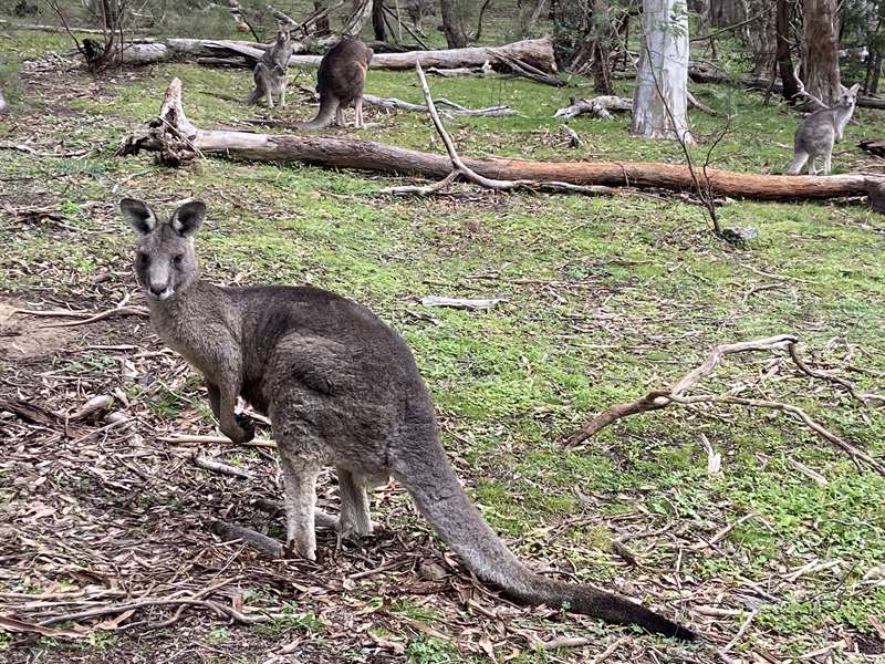 Currawong Bush Park Walks (Doncaster East)