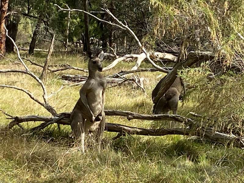 Dandenong Police Paddocks Reserve (Endeavour Hills)