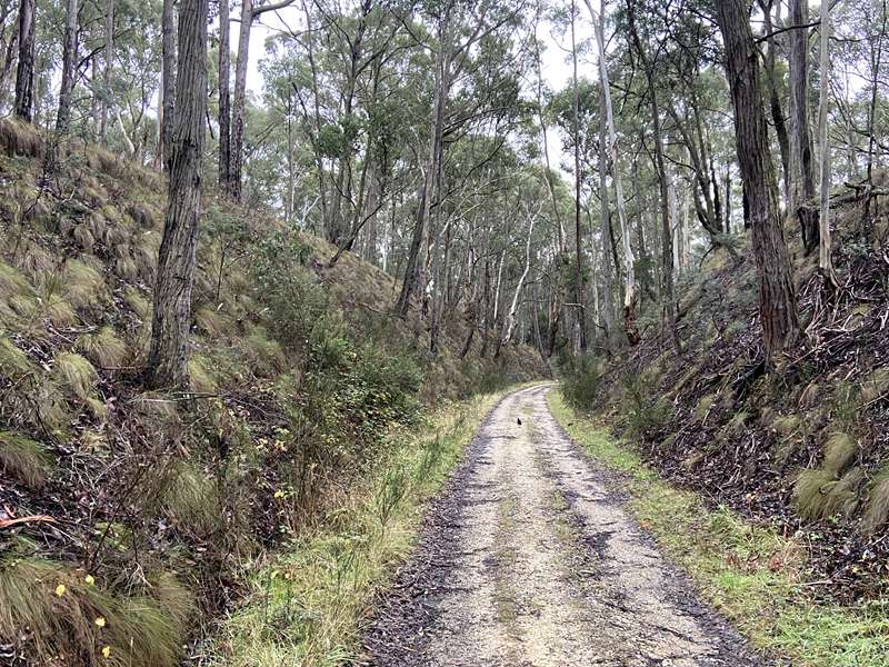 Daylesford - Jubilee Lake Walk