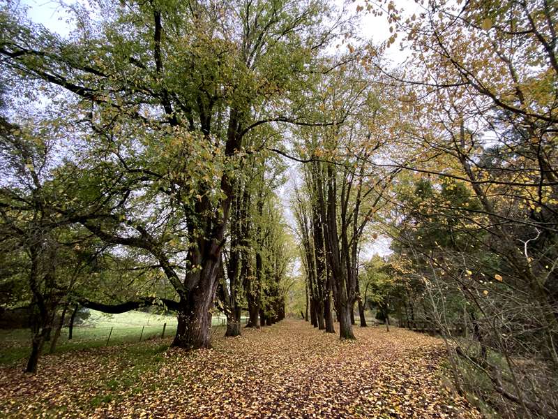 Daylesford - Jubilee Lake Walk