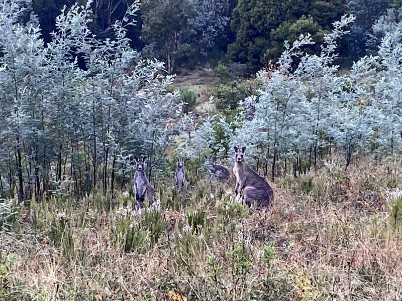 Daylesford - Jubilee Lake Walk