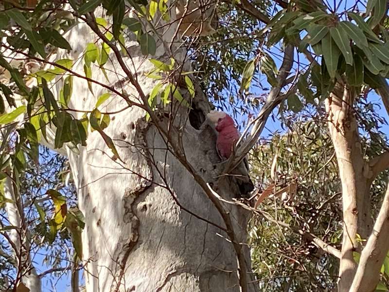 Eaglehawk - Lake Neangar & Lake Tom Thumb