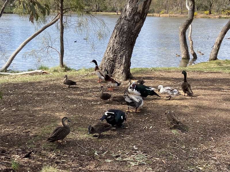 Eaglehawk - Lake Neangar & Lake Tom Thumb