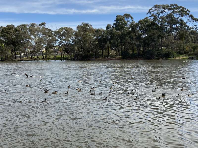 Eaglehawk - Lake Neangar & Lake Tom Thumb