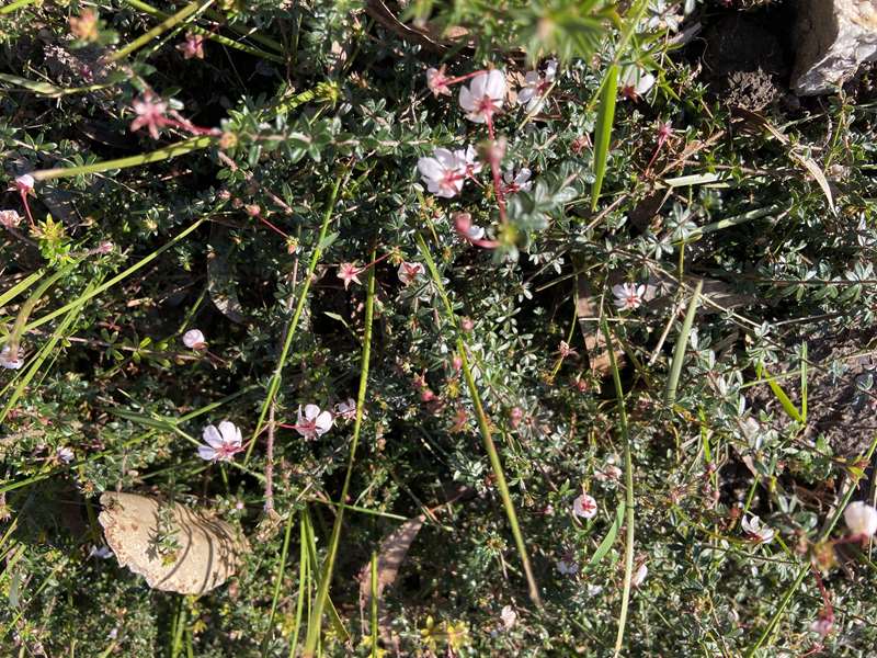 Foster Flora Reserve