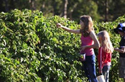 High Grove Berry Farm - Beechworth