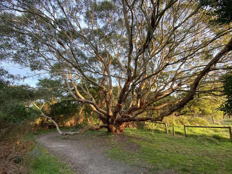 Inverloch - Screw Creek Townsend Bluff Estuary Walk