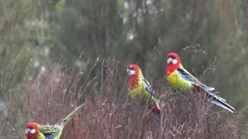 Kyabram - Grey Box Reserve