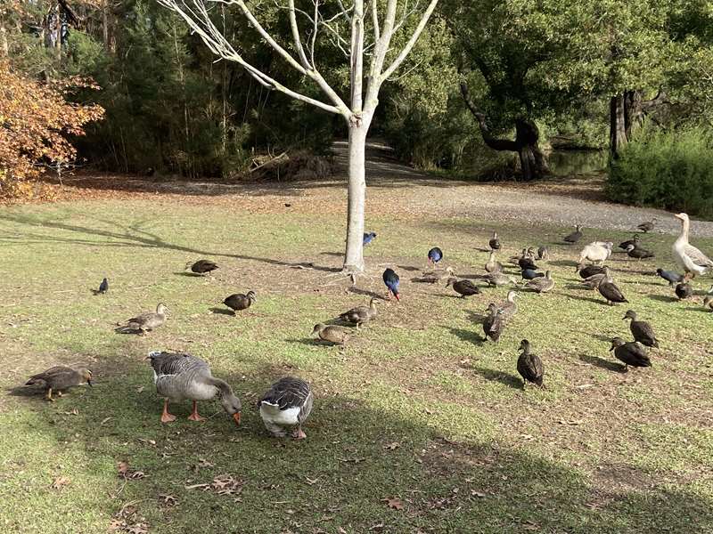 Leongatha Wetlands