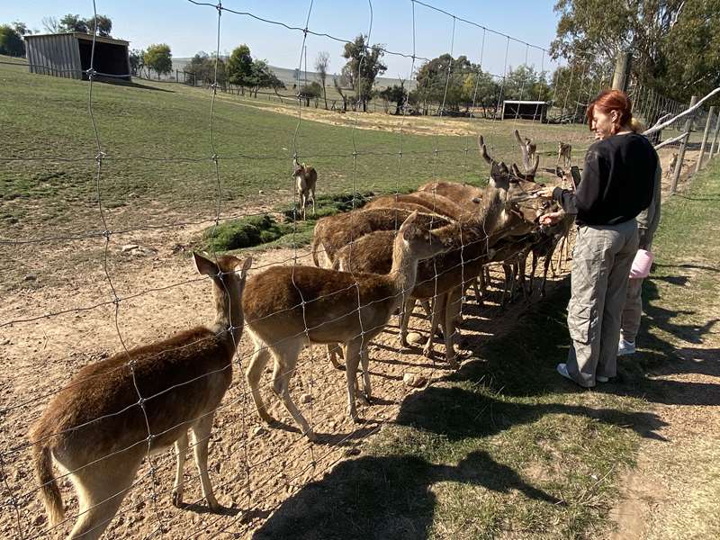 Mansfield Zoo