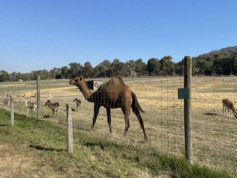 Mansfield Zoo