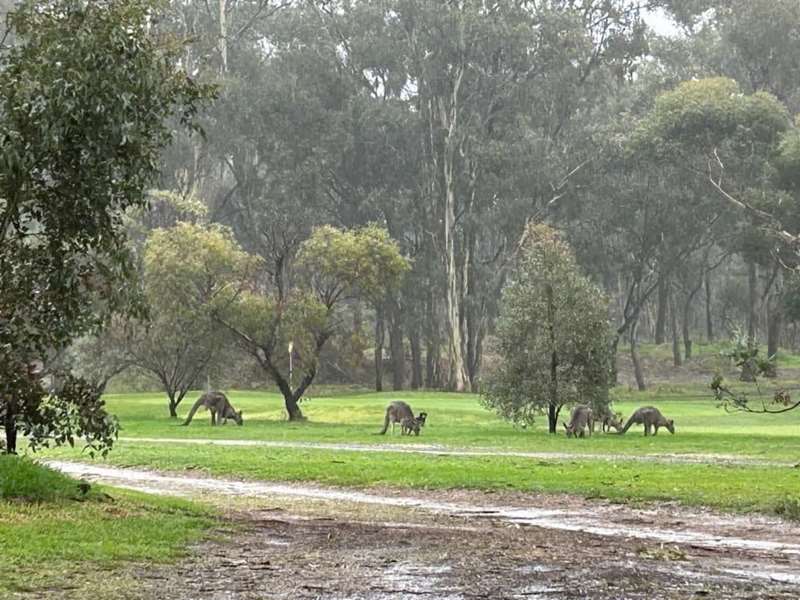 Maryborough Golf Course & Bowls Club