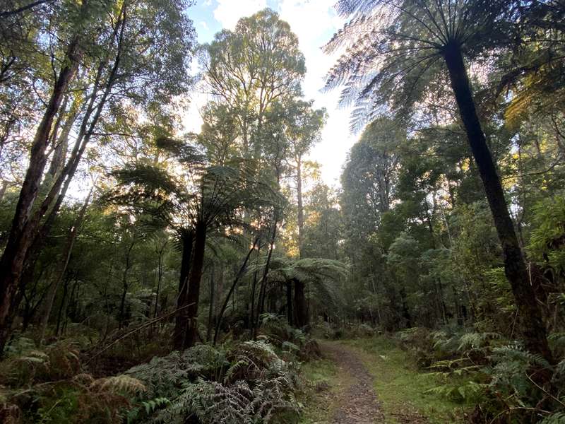 Marysville - Michaeldene Nature Trail Walk