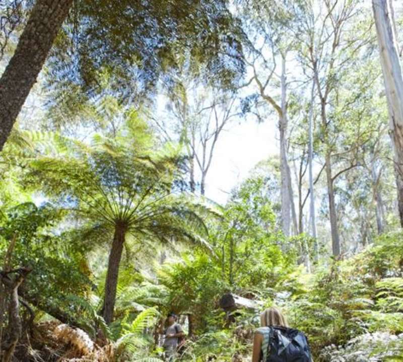 Raglan - Mount Buangor State Park