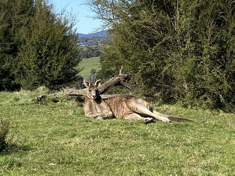 Mt Lofty Hill Walk (Wonga Park)