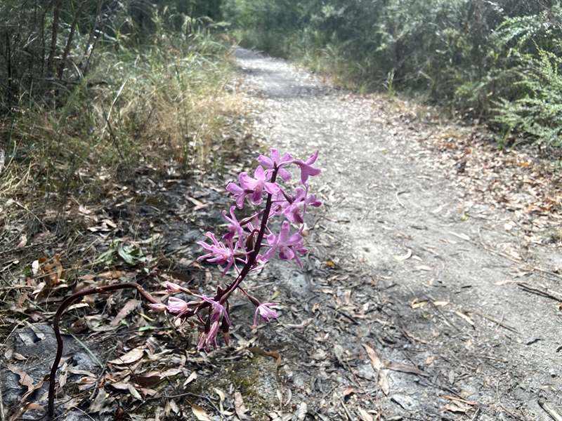 Newborough - Ollerton Avenue Bush Reserve