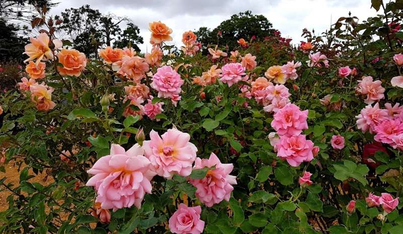 Nieuwesteeg Heritage Rose Garden (Maddingley)