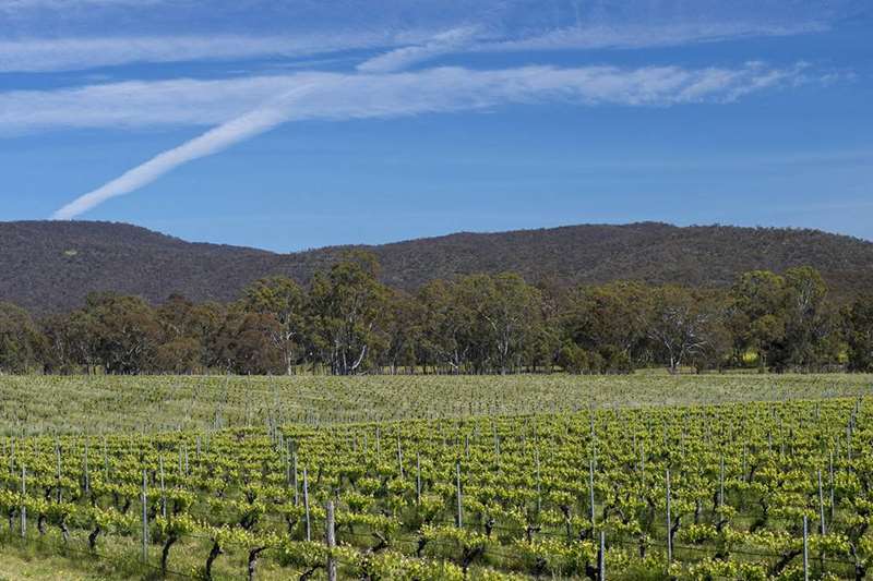 Pyrenees Cellar Door Wineries