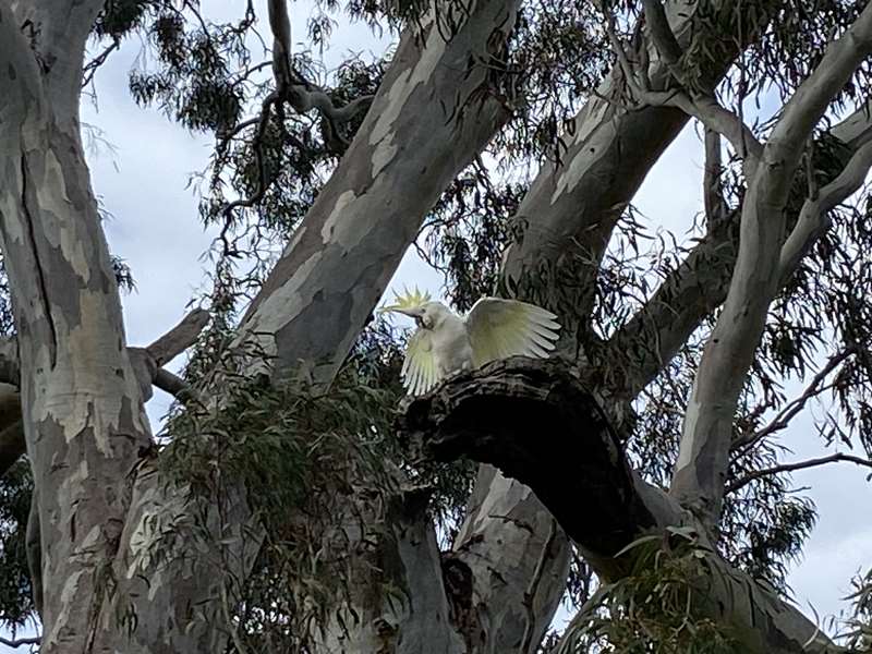 River Gum Walk Reserve (Heidelberg)