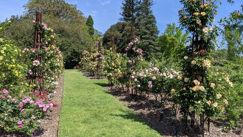 Royal Botanic Gardens Melbourne (Central Melbourne)