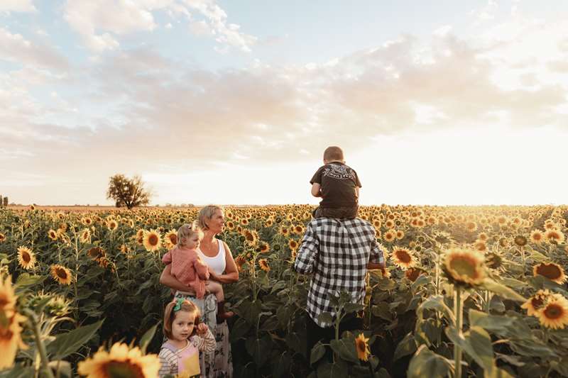 Sunflowers of Timmering