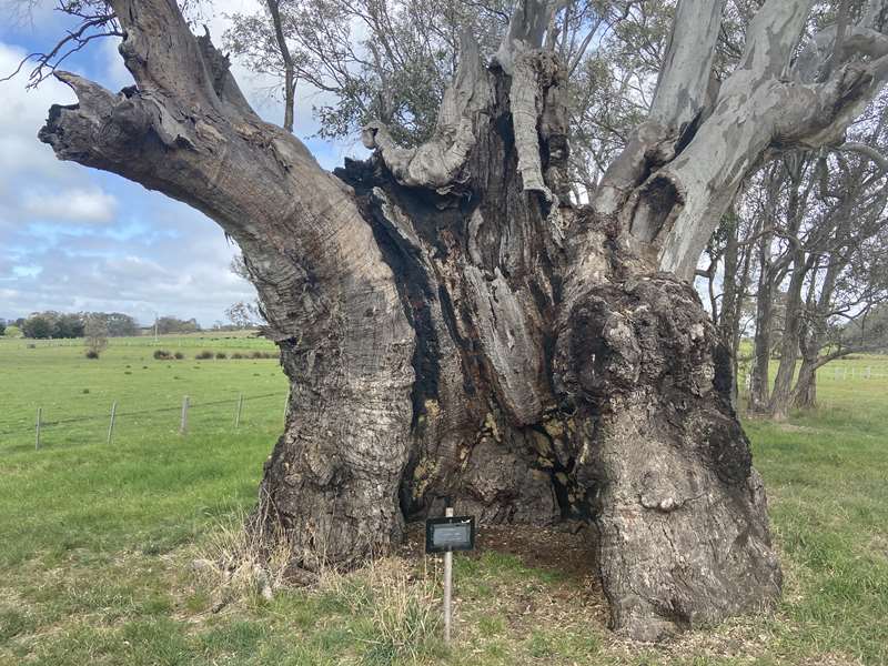 Talbot - Aboriginal Shelter Tree