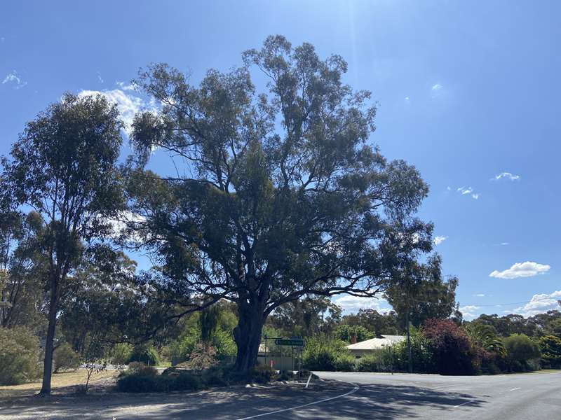 Tarnagulla Historic Township Walk (Blue Plaque Trail)