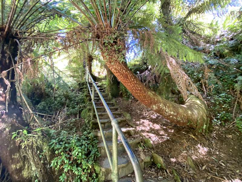 Tarra Valley - Tarra Falls